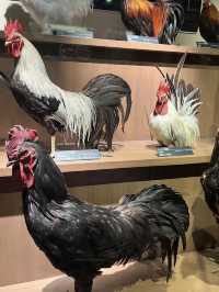A Journey Through Time and Discovery – My Visit to the National Museum of Nature and Science, Tokyo