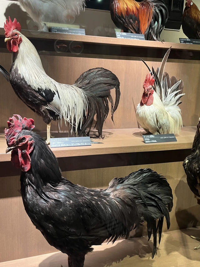 A Journey Through Time and Discovery – My Visit to the National Museum of Nature and Science, Tokyo
