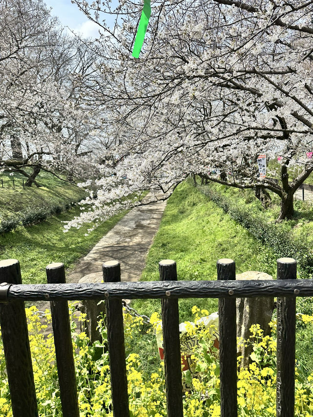 ▼幸手 さくら祭り
