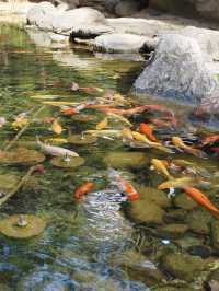 Discover the Colorful Charm of Butterfly Park – A Hidden Gem in Yunnan