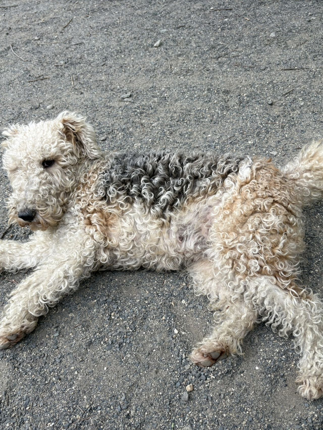 【群馬🐴】世界の名犬牧場で触れ合い放題🐶💕