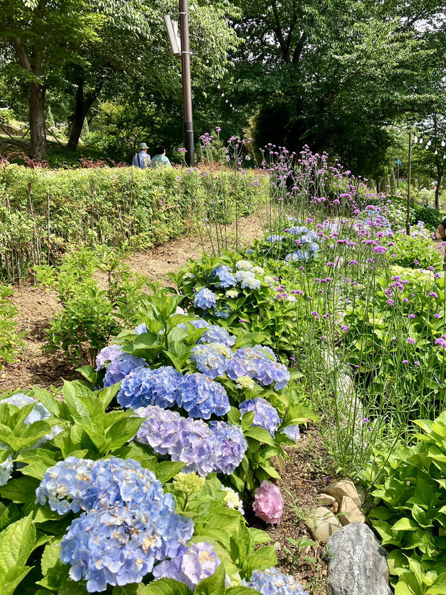 繡球花@長生浦鯨魚文化村