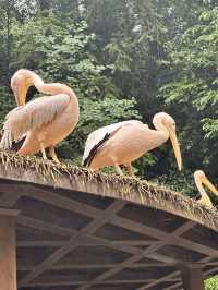 A Perfect Blend of Nature and Wildlife