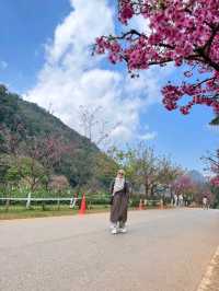 ดอกซารุระเมืองไทย ดอยอ่างขาง จ.เชียงใหม่