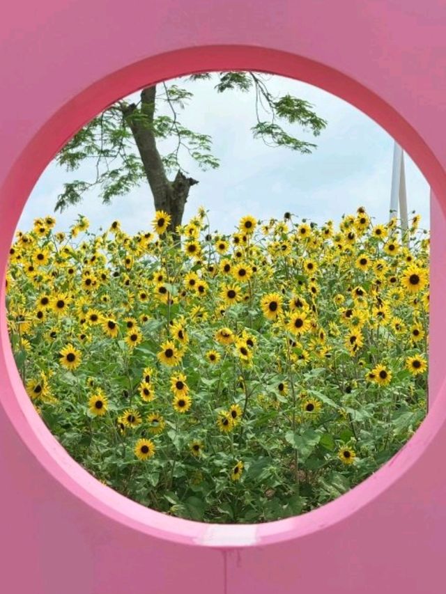 🌸 橫琴花海長廊三號驛站｜太陽花+露營