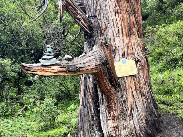 🗻 Surviving Summer in the Sky: My Daocheng Yading Travel Tips! 🗻
