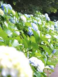 【群馬】紫陽花とホタルが鑑賞できる公園