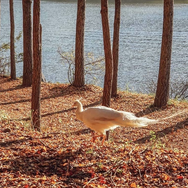 Nami Island: A Fairytale Day Trip from Seoul – Solo Traveler’s Ultimate Guide"** 🌲🚢