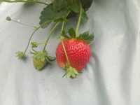 Agro tourism in kurseong hills. 