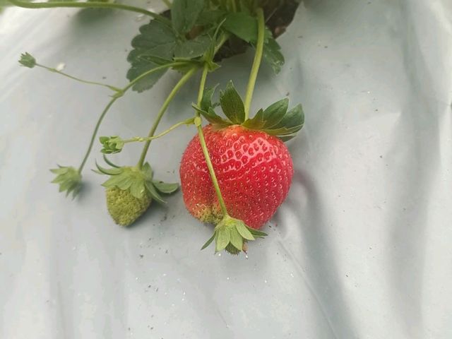 Agro tourism in kurseong hills. 