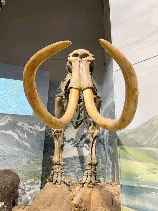 We had to come and see the glorious mammoth skeleton and what a sight it was