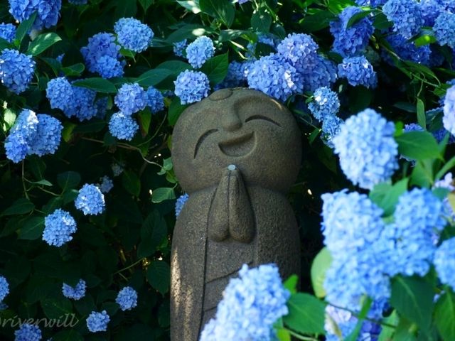 【秋田】死ぬまでに見たいあじさいの絶景！秋田男鹿半島「雲昌寺」