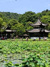 Xianghu Lake Lotus Gardens – Hangzhou’s Summer Masterpiece