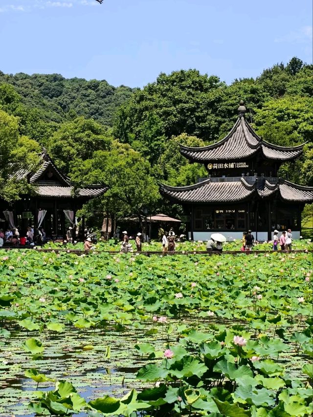 Xianghu Lake Lotus Gardens – Hangzhou’s Summer Masterpiece