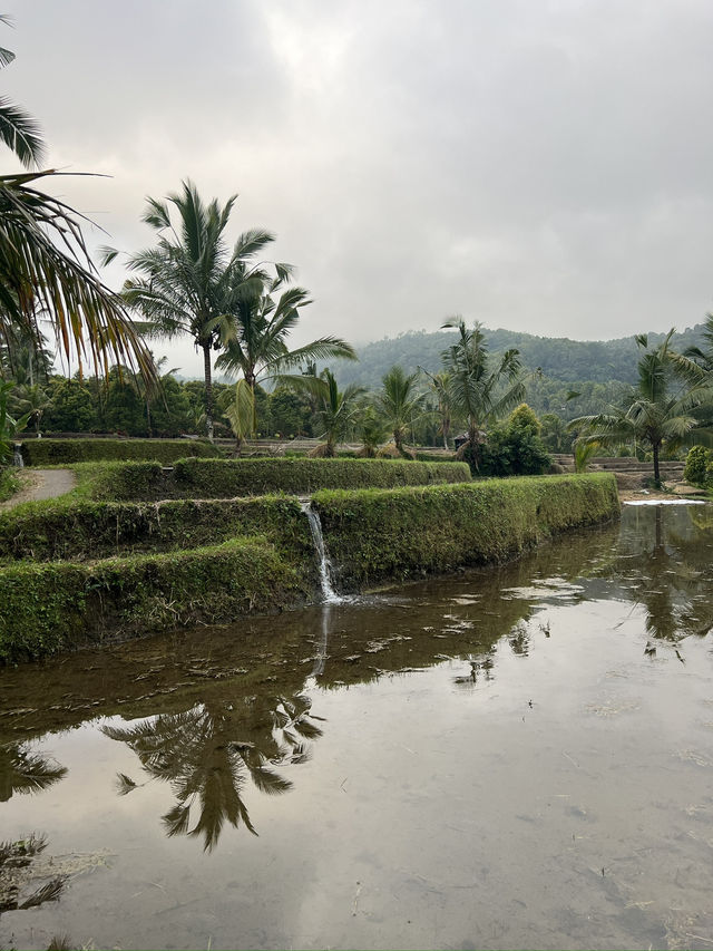 Green Dreams: Rice Terraces & Highlands of Bali
