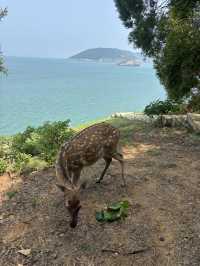 北竿大邱島遊記：與鹿共舞的孤島探險