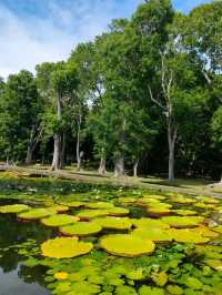Exploring the Lush Sir Seewoosagur Ramgoolam Botanical Garden