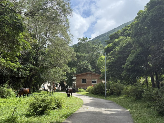 探索大嶼山的寧靜之地——蓮池寺