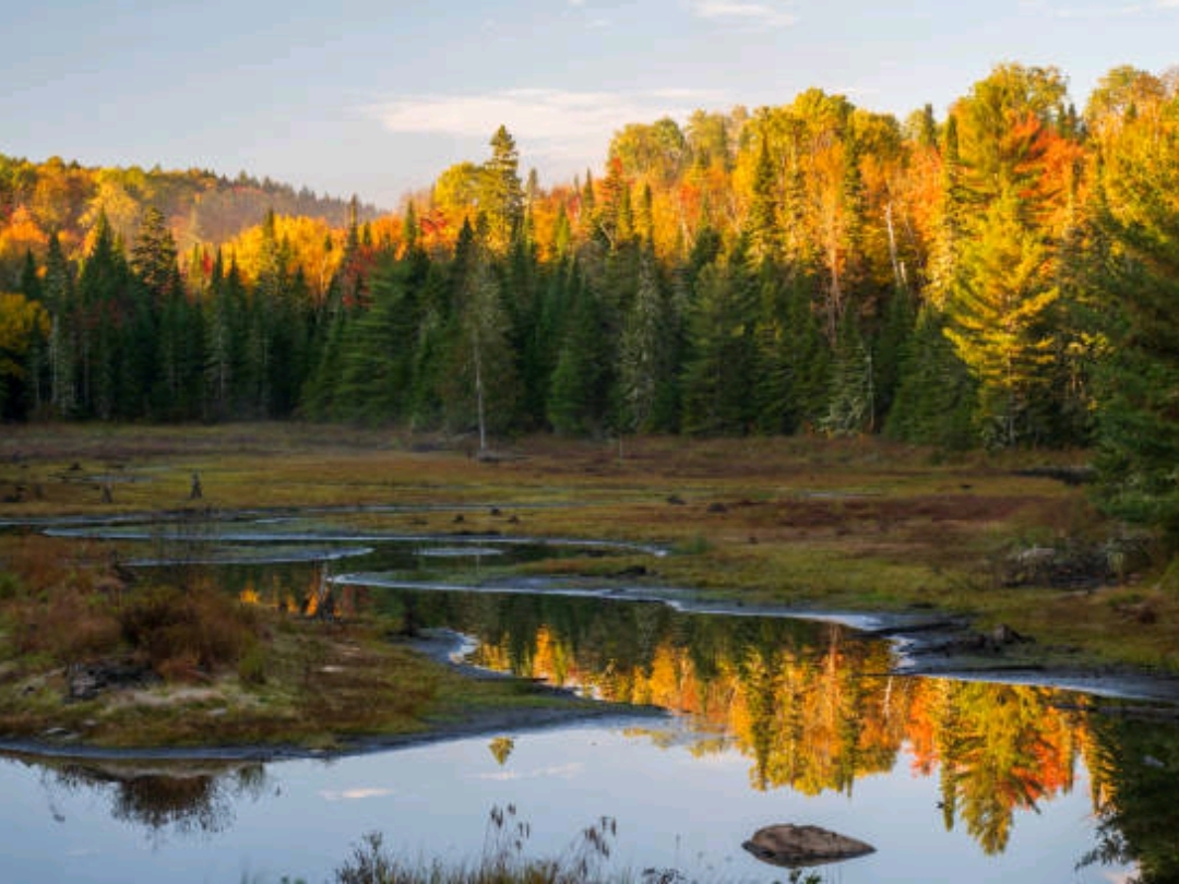 🌲 Algonquin Park: สวรรค์แห่งใบไม้เปลี่ยนสีในฤดูใบไม้ร่วง