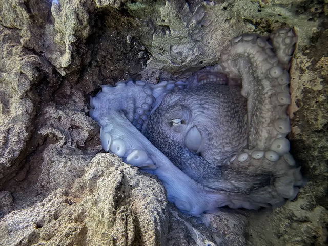 Acquario di Genova (Genoa)