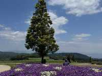 【兵庫】あわじ花さじき