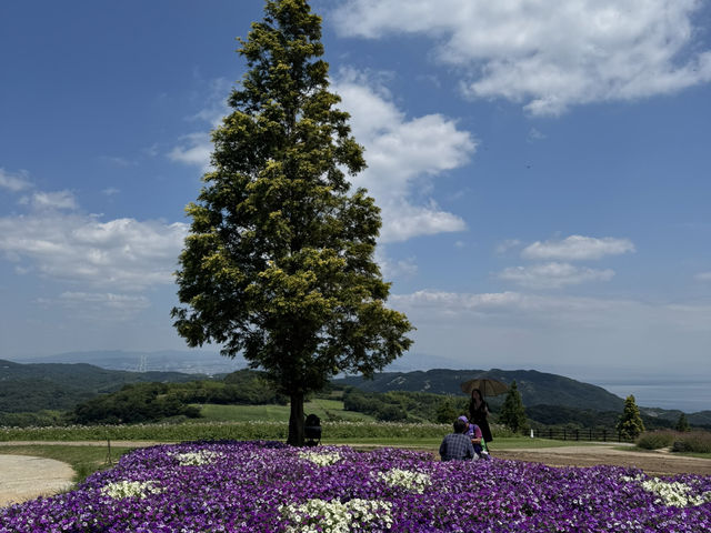 【兵庫】あわじ花さじき