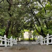 🌸⛰️ Yangming Park – The Heart of Yangmingshan 🌳✨