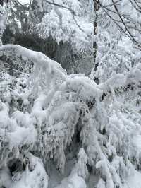 One Day Trip Chengdu to Wawu Shan 