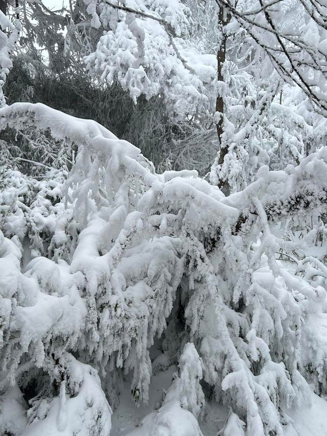 One Day Trip Chengdu to Wawu Shan 