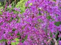 Arctic–Alpine Botanic Garden