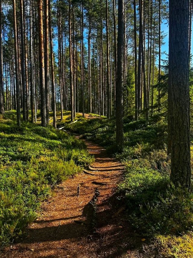🌲 Seitseminen National Park – Where Finnish Wilderness Comes Alive