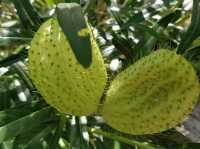 Ebony Forest Reserve Mauritius - Lovable tress on earth