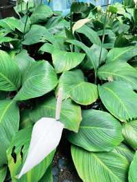 Perdana Botanical Garden: Must-Visit Lush Green Retreat