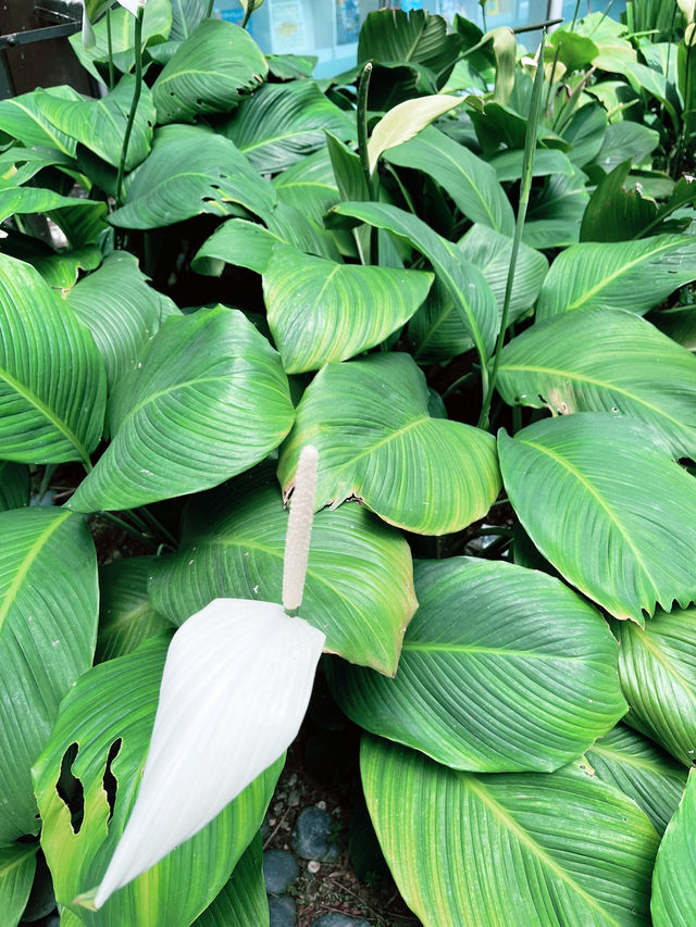 Perdana Botanical Garden: Must-Visit Lush Green Retreat