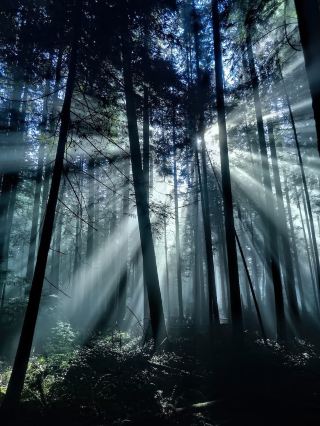 วันที่ 2: การสำรวจระบบนิเวศน์เฟิร์นและเห็ด