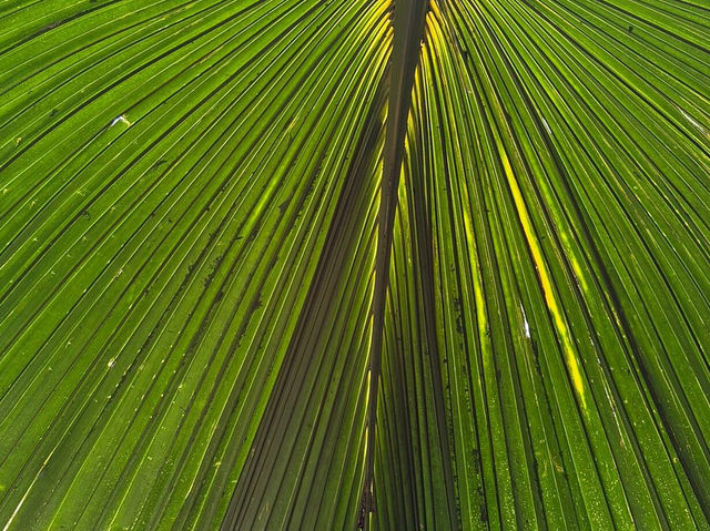 Sir Seewoosagur Ramgoolam Botanical Garden