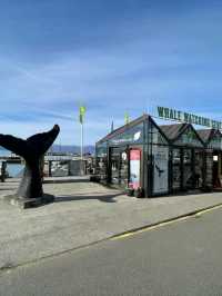 Whale Watching Magic in Husavik, Northeastern Region