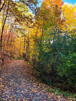 秋に訪れたいBrampton Westの紅葉スポット
