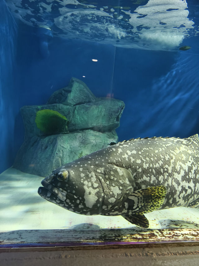 親子必去水族館人氣景點 親子必去水族館人氣景點