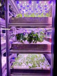 Farm-to-Table Freshness at Vegetory 🌱🥗