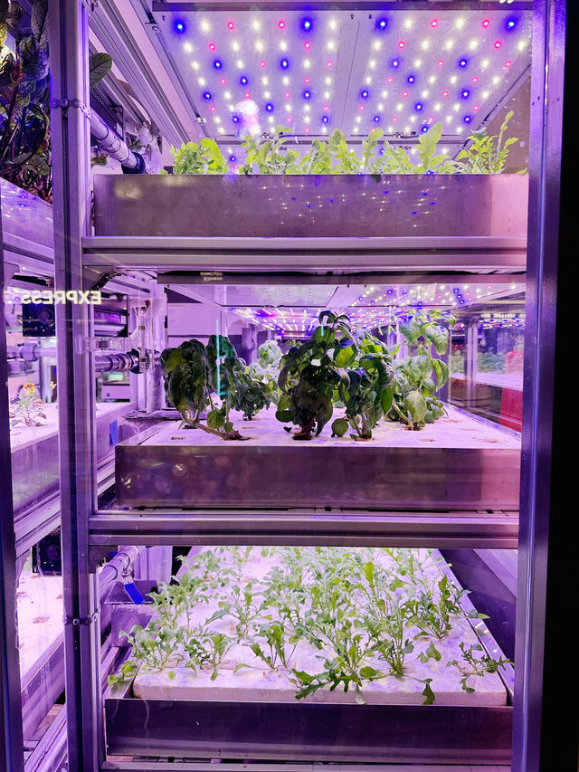 Farm-to-Table Freshness at Vegetory 🌱🥗