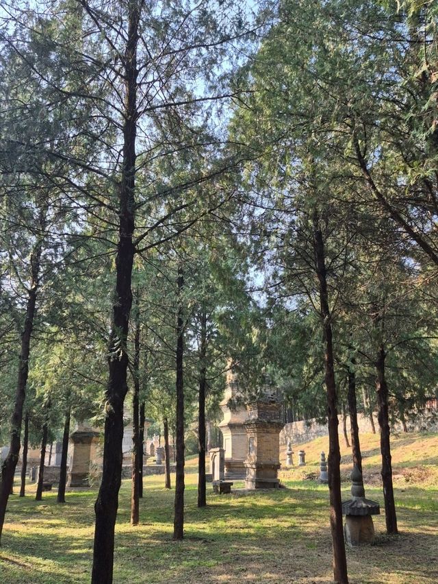 ป่าเจดีย์วัดเส้าหลิน — เงียบ งดงาม ลึกลับ