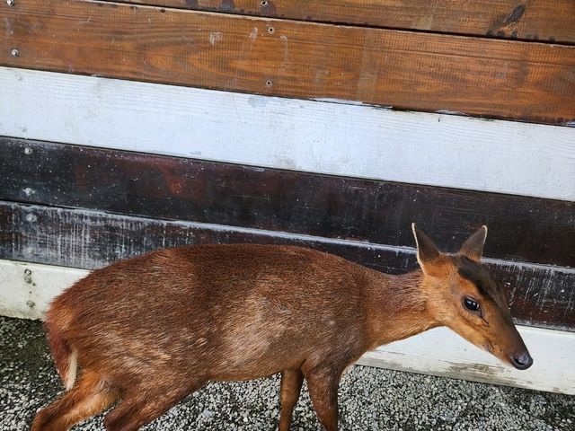 Spend a Wild Day at Yilan’s Lanyang Animal and Plant Kingdom 🦙✨ Spend a Wild Day at Yilan’s Lanyang Animal and Plant Kingdom 🦙✨