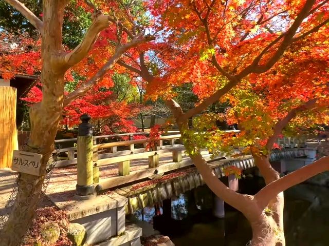 奈良小眾絕景🍁秋日鷺池的油畫感太絕了! 奈良小眾絕景🍁秋日鷺池的油畫感太絕了!