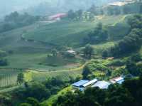 “ดอยแม่สลอง…สัมผัสหมอก อากาศดี และวิวหลักล้าน”🌄