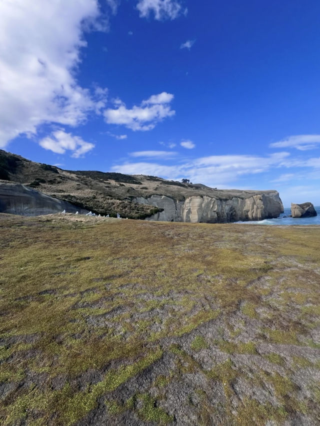 新西蘭隱世美景🌊神秘隧道海灘Tunnel Beach荒野打卡攻略