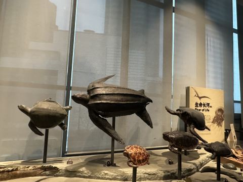 中国・上海／上海自然史博物館 | Trip.com 上海