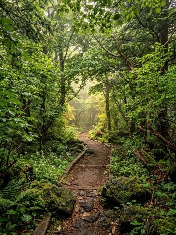 漢拏山（ハルラサン） — 韓国最高峰の山。 | Trip.com 西帰浦市