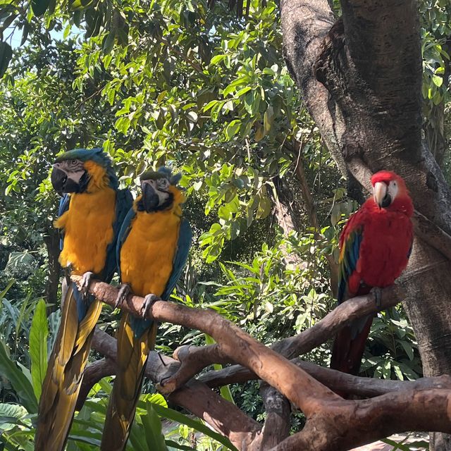 Guangzhou must-visit spot for bird watchers