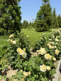 Spring Roses at Independence Square, Dushanbe